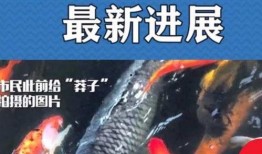 最新偷鱼爆料新闻,揭秘黑幕，渔民权益再受挑战